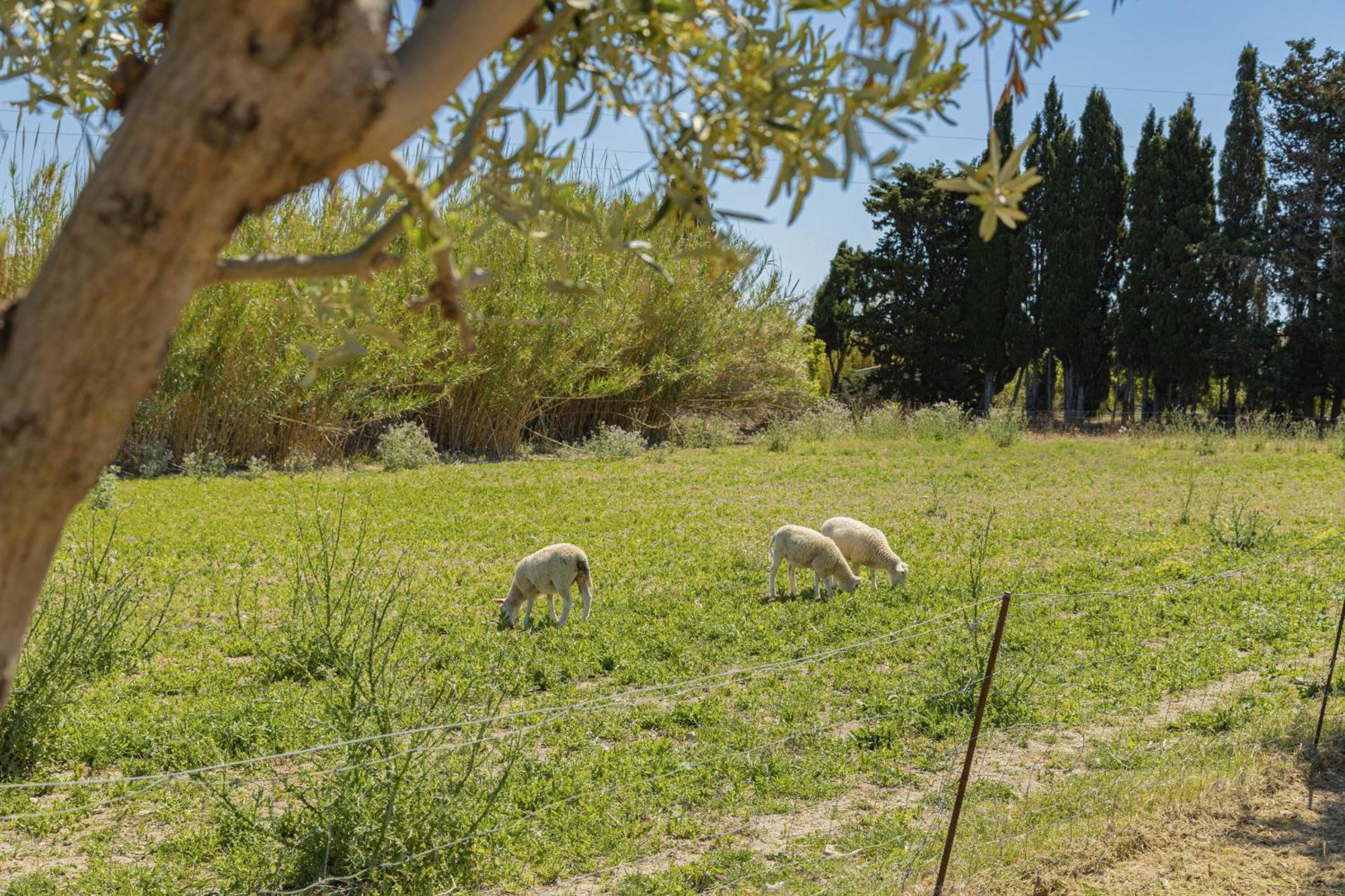 Villa Can Gosp / Sa Caseta D'En Mateu Alcúdia Eksteriør bilde